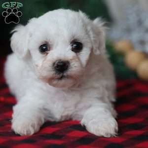 Tinsel, Bichon Frise Puppy